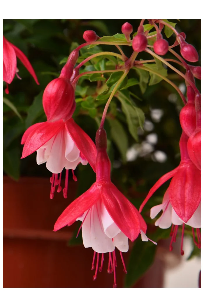 Fuksja bylinowa 'Lady Thumb' | Fuchsia