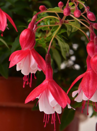 Fuksja bylinowa 'Lady Thumb' | Fuchsia
