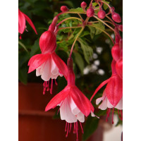 Fuksja bylinowa 'Lady Thumb' | Fuchsia