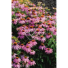 Jeżówka 'Kim's Knee Highl' Echinacea