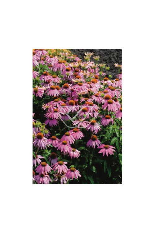 Jeżówka 'Kim's Knee Highl' Echinacea