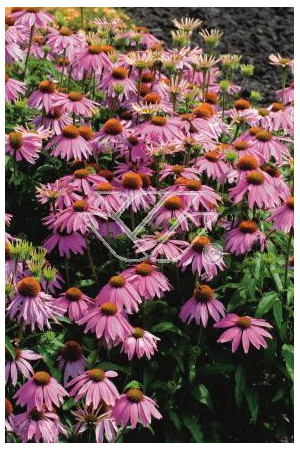 Jeżówka 'Kim's Knee Highl' Echinacea