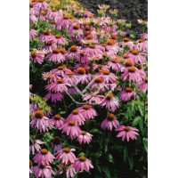 Jeżówka 'Kim's Knee Highl' Echinacea