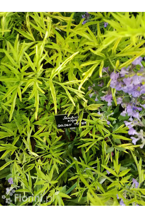 Bez czarny 'Golden Tower' Sambucus nigra