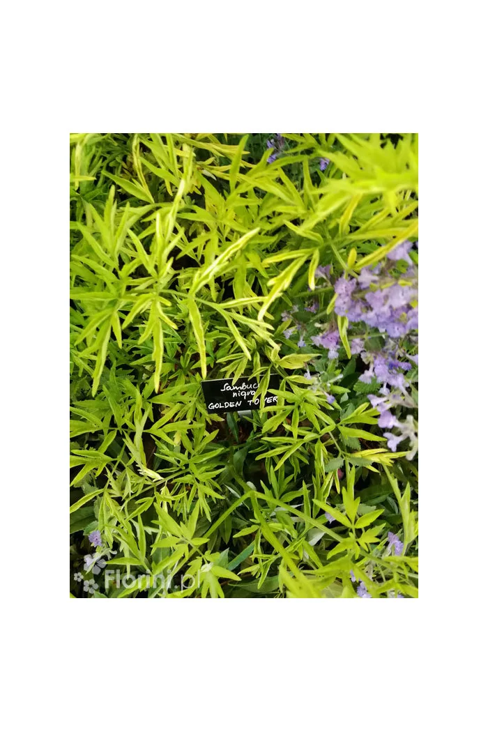 Bez czarny 'Golden Tower' Sambucus nigra