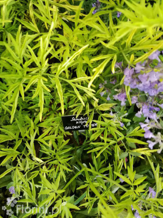 Bez czarny 'Golden Tower' Sambucus nigra