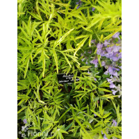 Bez czarny 'Golden Tower' Sambucus nigra