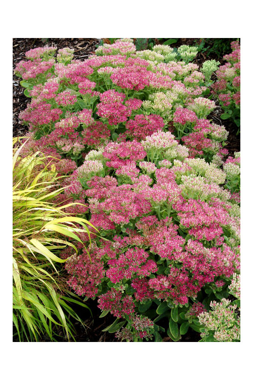Rozchodnik 'Hot Stuff' Sedum spectabile