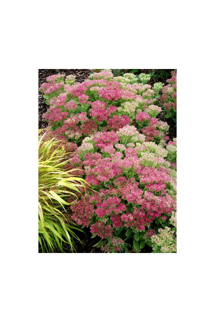 Rozchodnik 'Hot Stuff' Sedum spectabile