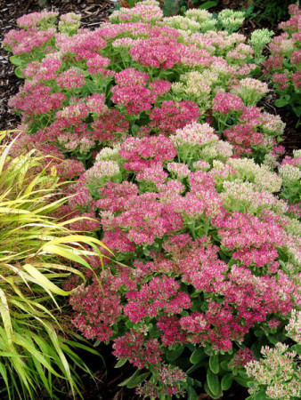 Rozchodnik 'Hot Stuff' Sedum spectabile