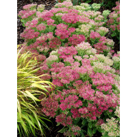 Rozchodnik 'Hot Stuff' Sedum spectabile