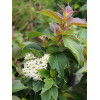 Dereń karłowy Cornus pumila