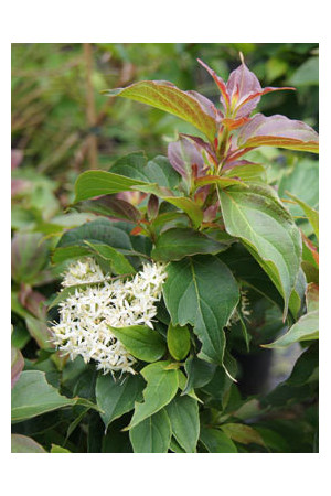 Dereń karłowy Cornus pumila