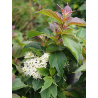 Dereń karłowy Cornus pumila