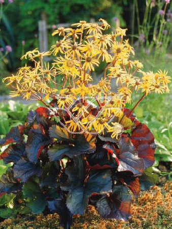 języczka, języczka dark beauty, języczka o ciemnych liściach