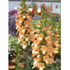 Naparstnica 'Illumination Apricot' Digitalis