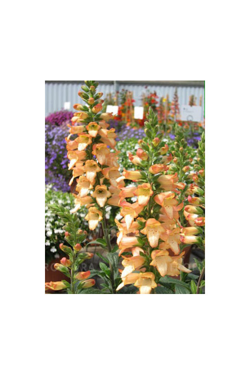 Naparstnica 'Illumination Apricot' Digitalis