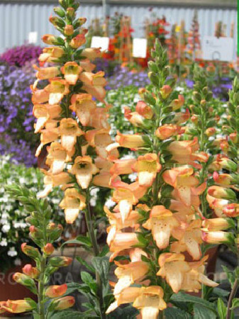 Naparstnica 'Illumination Apricot' Digitalis