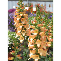 Naparstnica 'Illumination Apricot' Digitalis