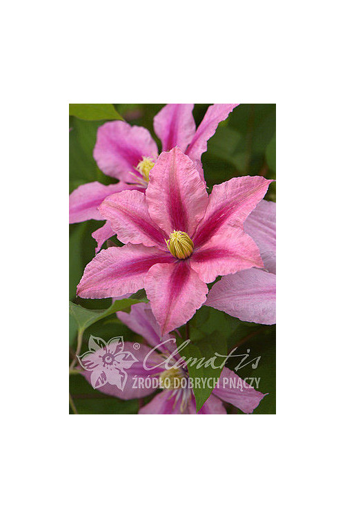 Powojnik 'Rosamunde' | Clematis