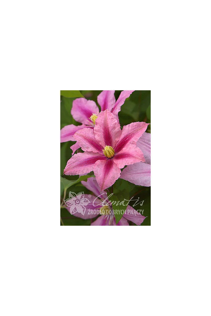 Powojnik 'Rosamunde' | Clematis