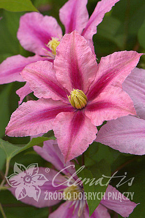 Powojnik 'Rosamunde' | Clematis