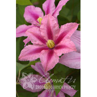 Powojnik 'Rosamunde' | Clematis
