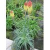 trytoma, trytoma John May\'s Form, Kniphofia