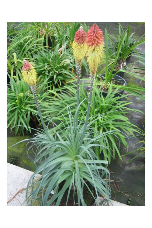 trytoma, trytoma John May\'s Form, Kniphofia