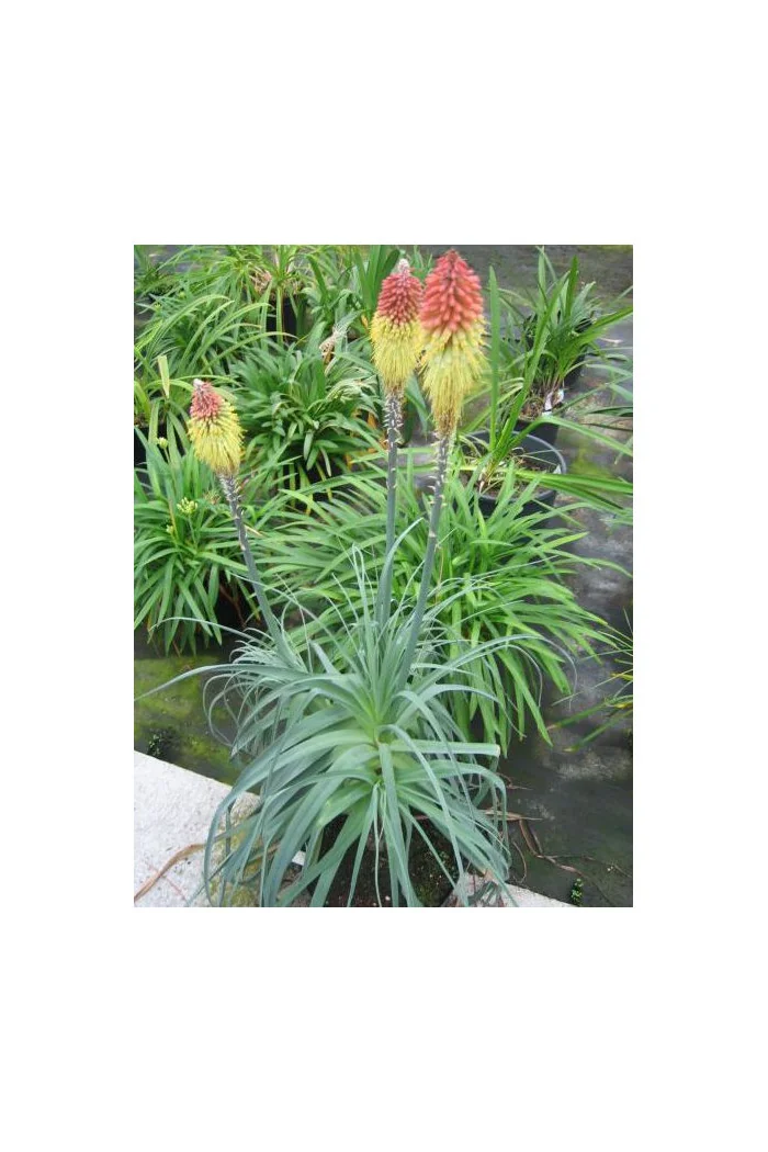 trytoma, trytoma John May\'s Form, Kniphofia