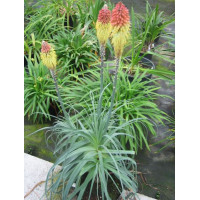 trytoma, trytoma John May\'s Form, Kniphofia