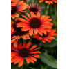 Jeżówka 'Orange Pearl' | Echinacea