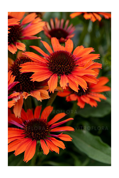 Jeżówka 'Orange Pearl' | Echinacea