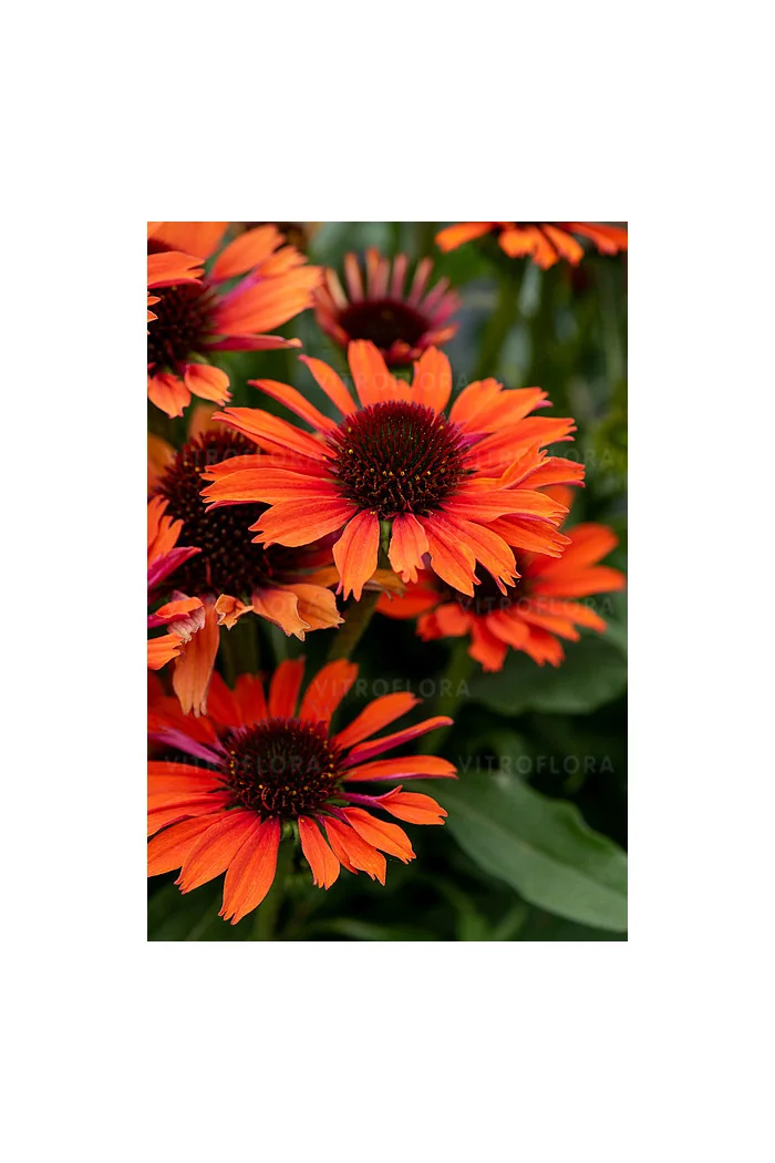 Jeżówka 'Orange Pearl' | Echinacea
