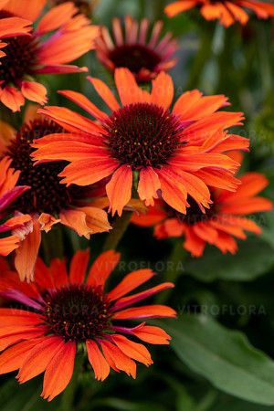 Jeżówka 'Orange Pearl' | Echinacea