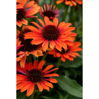 Jeżówka 'Orange Pearl' | Echinacea