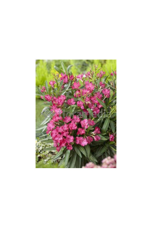 Oleander Nerium