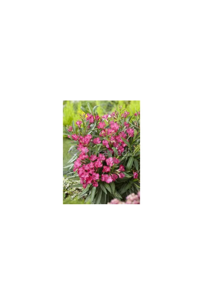 Oleander Nerium