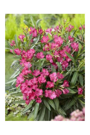 Oleander Nerium