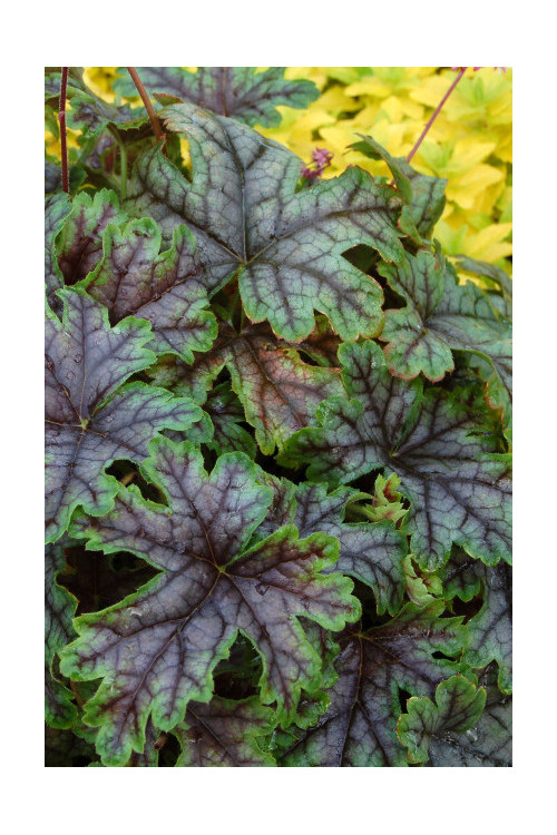 Żuraweczka (Żurawka) 'Tapestry' Heucherella