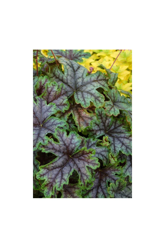 Żuraweczka (Żurawka) 'Tapestry' Heucherella