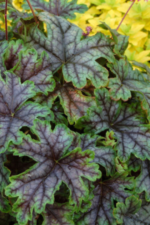 Żuraweczka (Żurawka) 'Tapestry' Heucherella