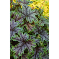 Żuraweczka (Żurawka) 'Tapestry' Heucherella