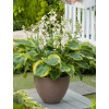 Funkia 'Frances Williams' | Hosta