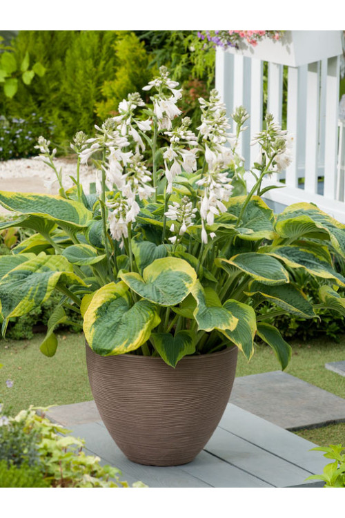 Funkia 'Frances Williams' | Hosta