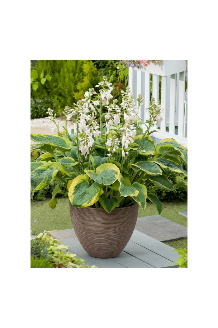 Funkia 'Frances Williams' | Hosta