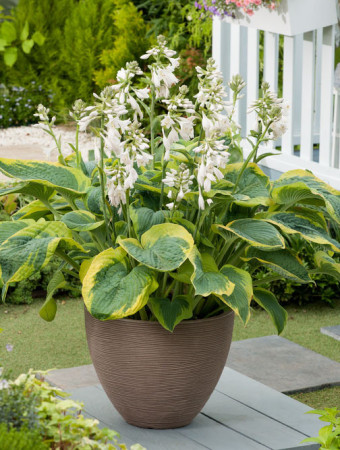 Funkia 'Frances Williams' | Hosta