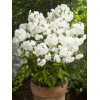 Floks wiechowaty 'Junior Fountain' Phlox panniculata