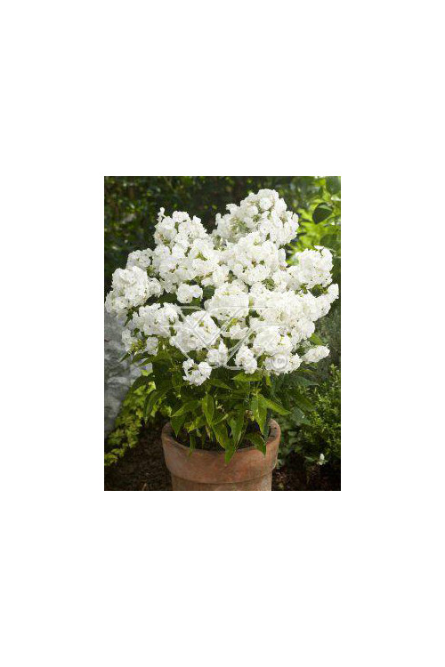 Floks wiechowaty 'Junior Fountain' Phlox panniculata