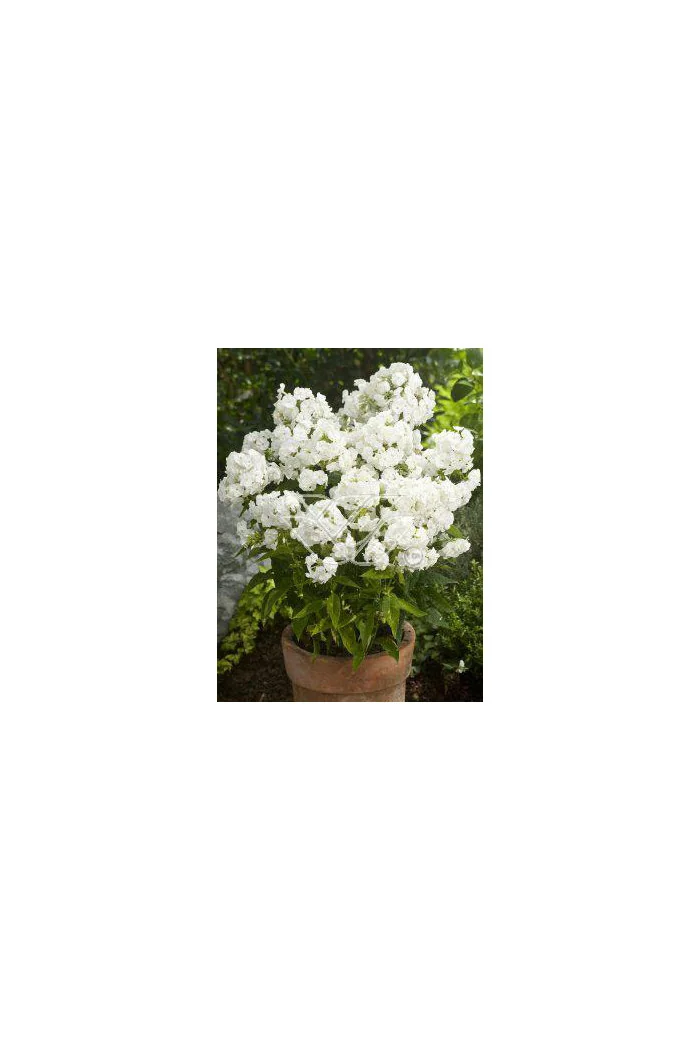Floks wiechowaty 'Junior Fountain' Phlox panniculata